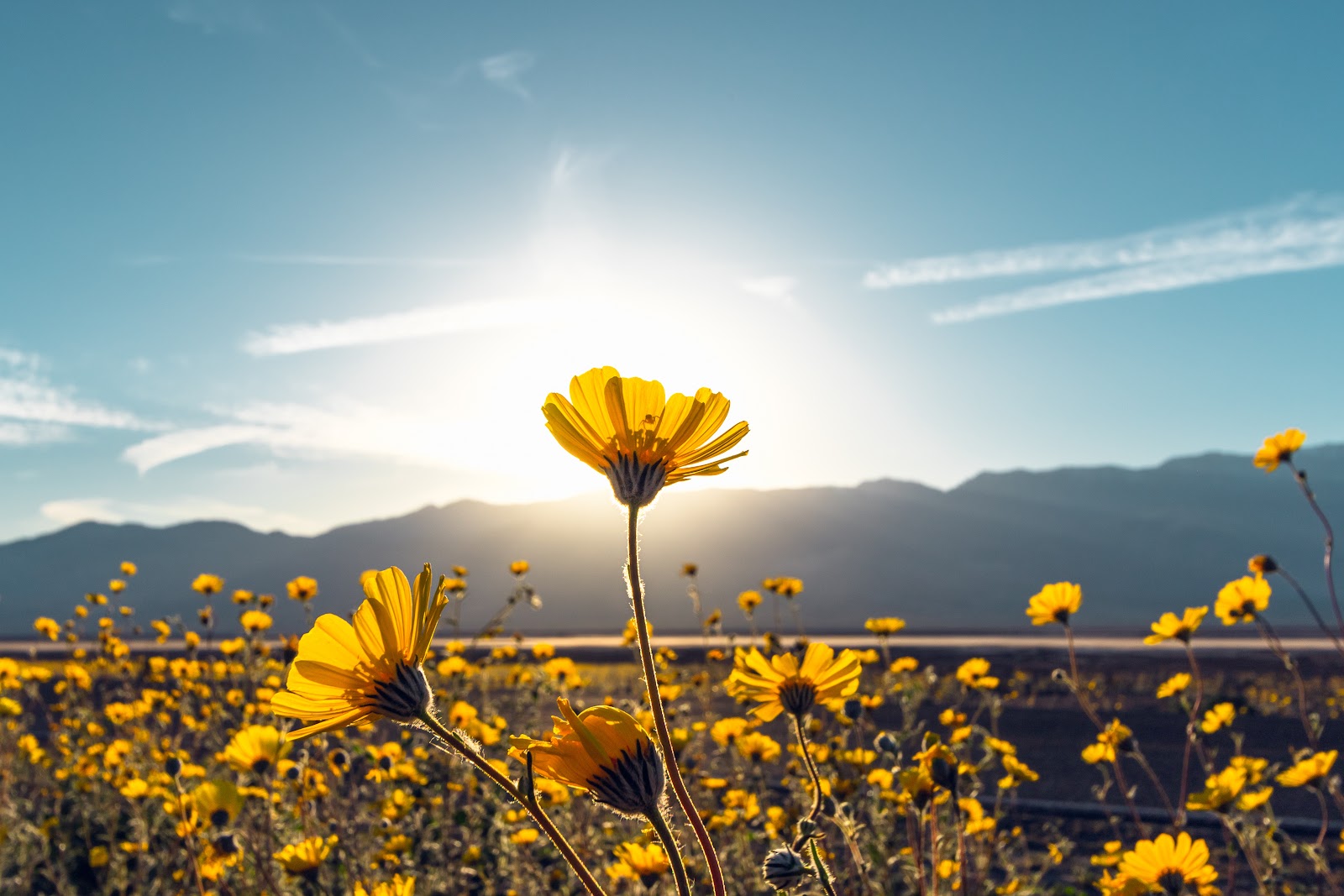 Yellow wildflowers backlit at sunrise with mountains behind them