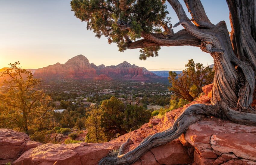Golden hour over Sedona's red rock formations, seen through a juniper, the view first-time visitors come for